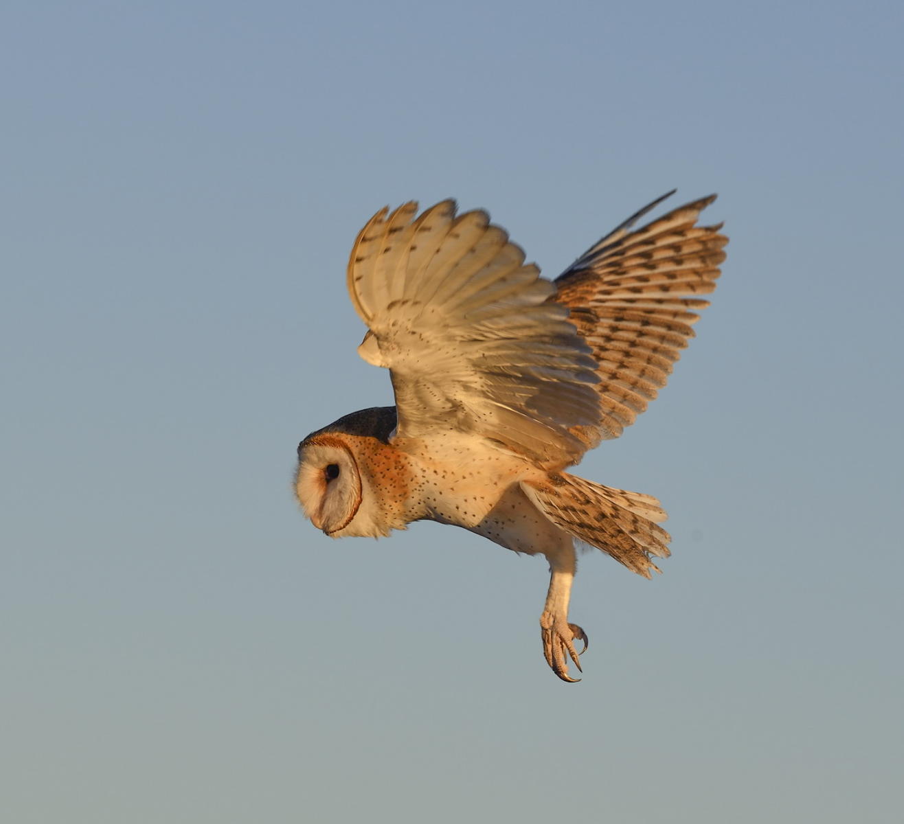 DSC_17822_1A4 - Barn Owl