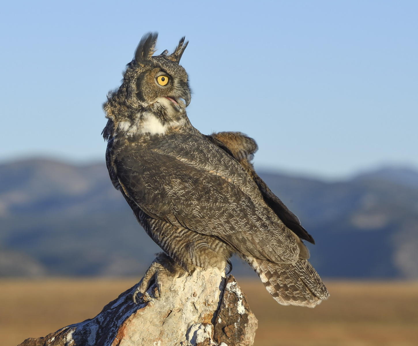 DSC_18164_1A2 - Great Horned Owl