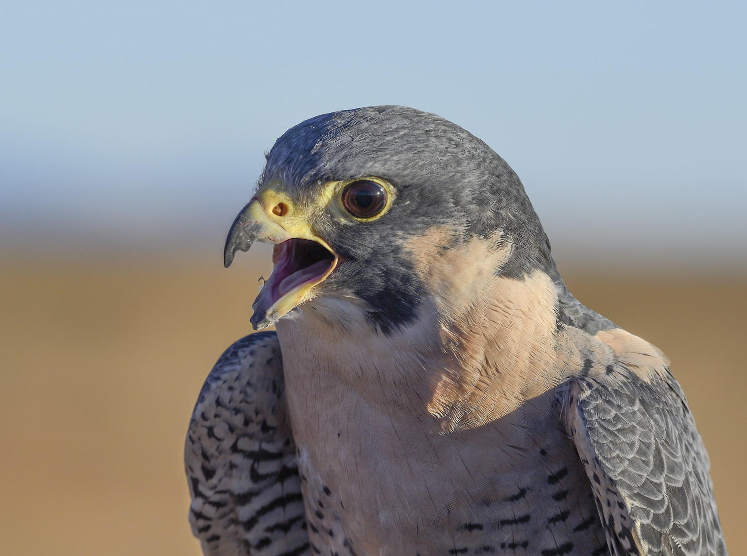 DSC_18412_1A2 - Peregrine Falcon