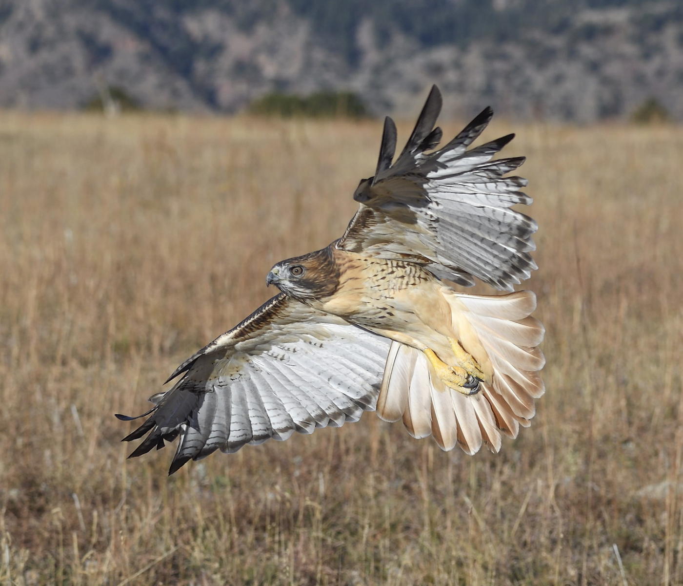 DSC_18883_1A4 - Red Tailed Hawk