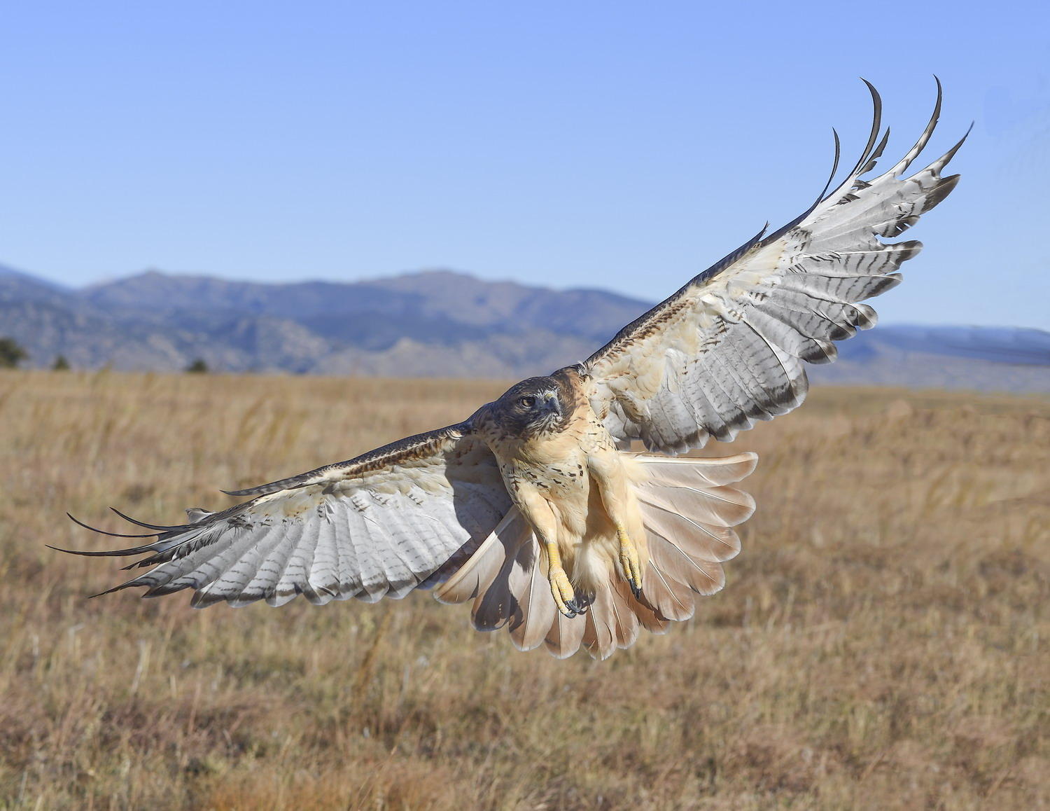 DSC_18939_1A3 - Red Tailed Hawk