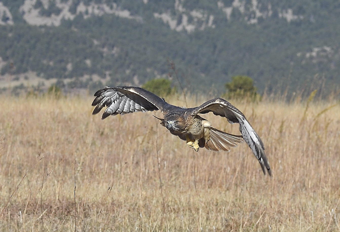 DSC_18948_1A3 - Red Tailed Hawk