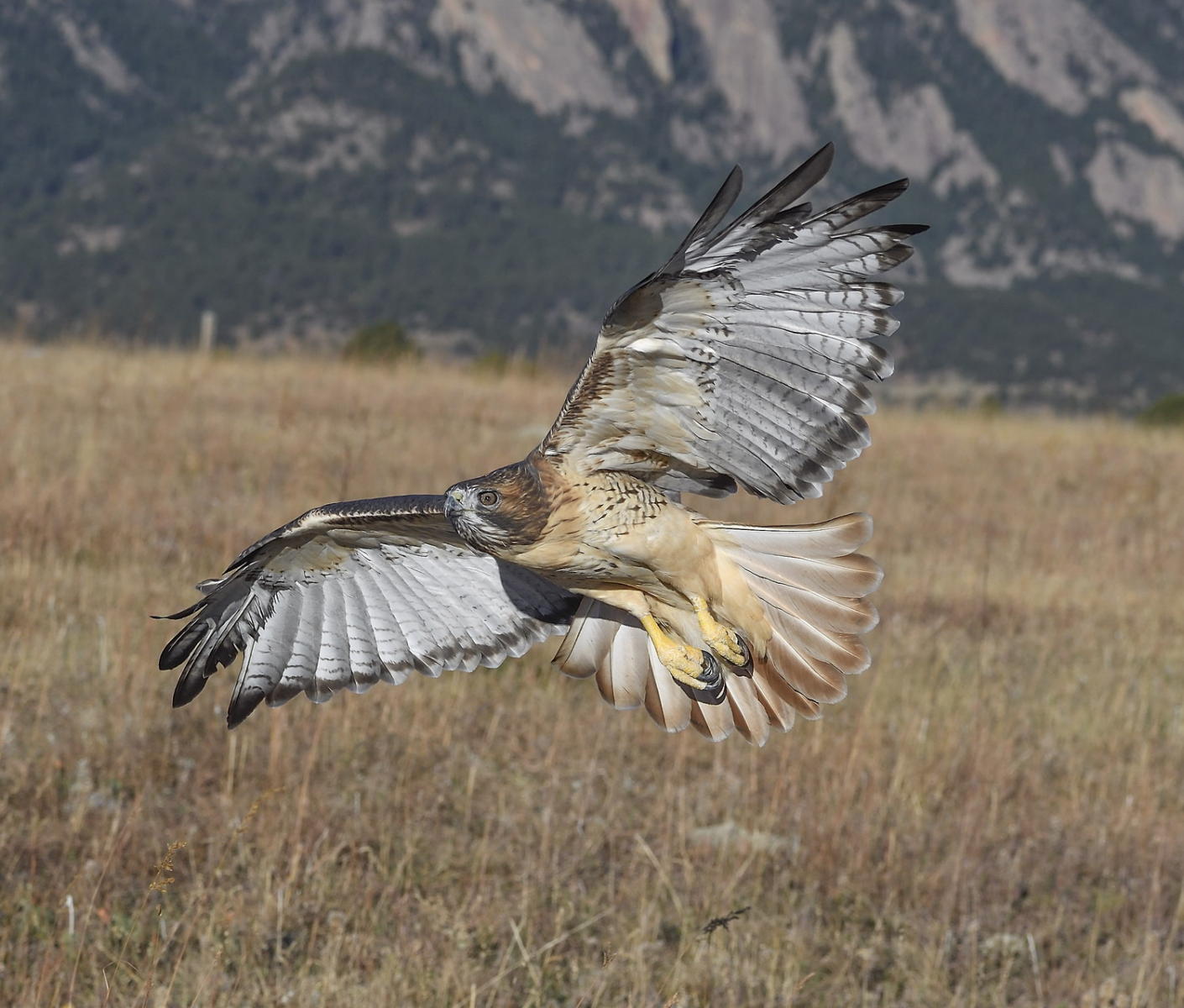 DSC_18975_1A4 - Red Tailed Hawk