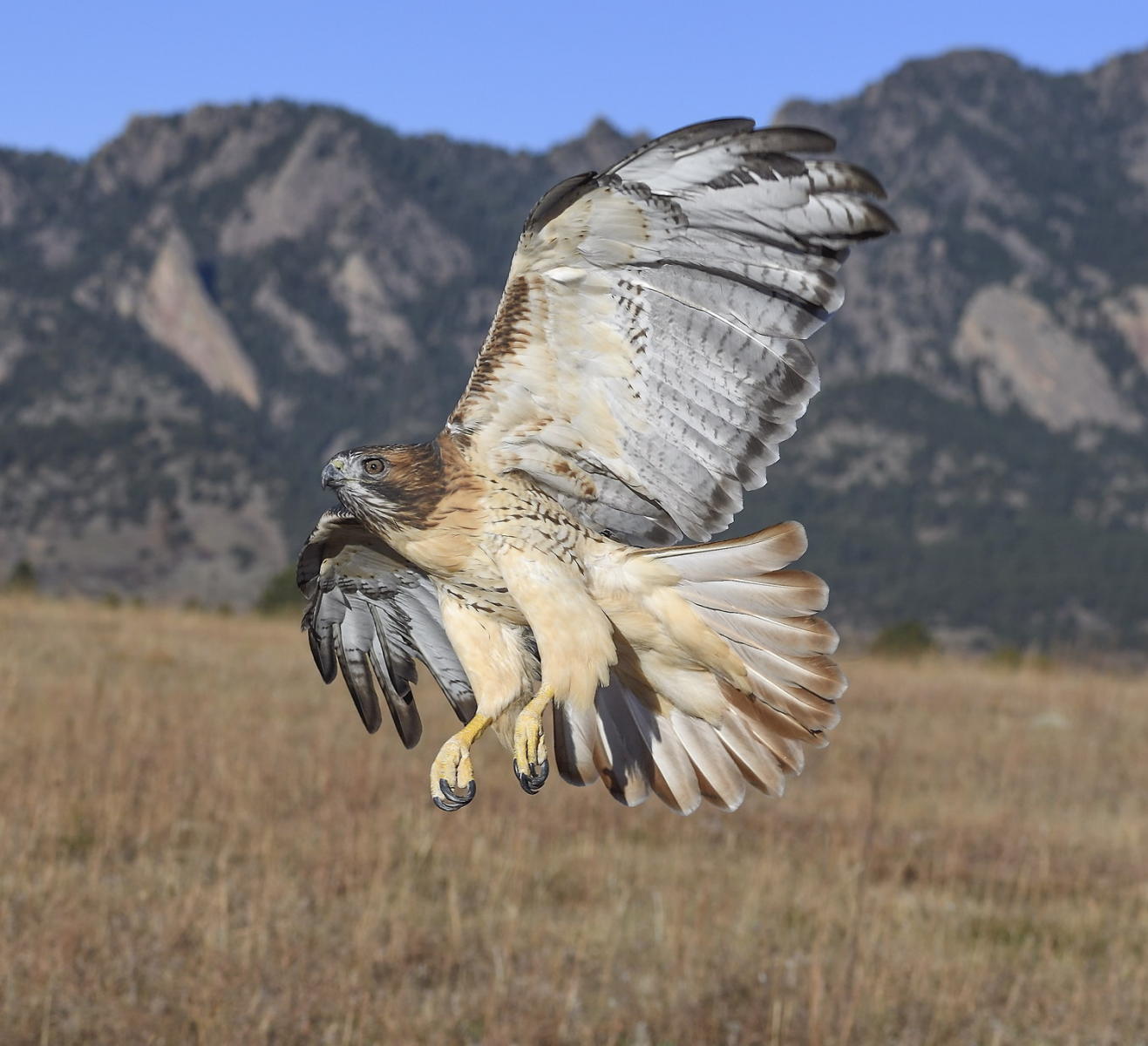 DSC_18977_1A4 - Red Tailed Hawk