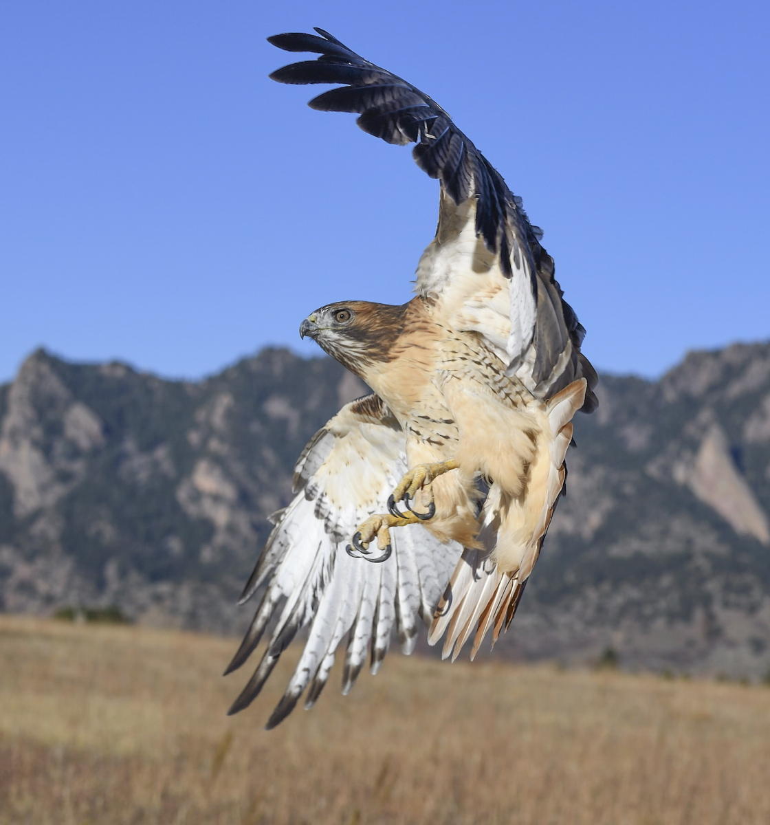 DSC_18979_1A3 - Red Tailed Hawk