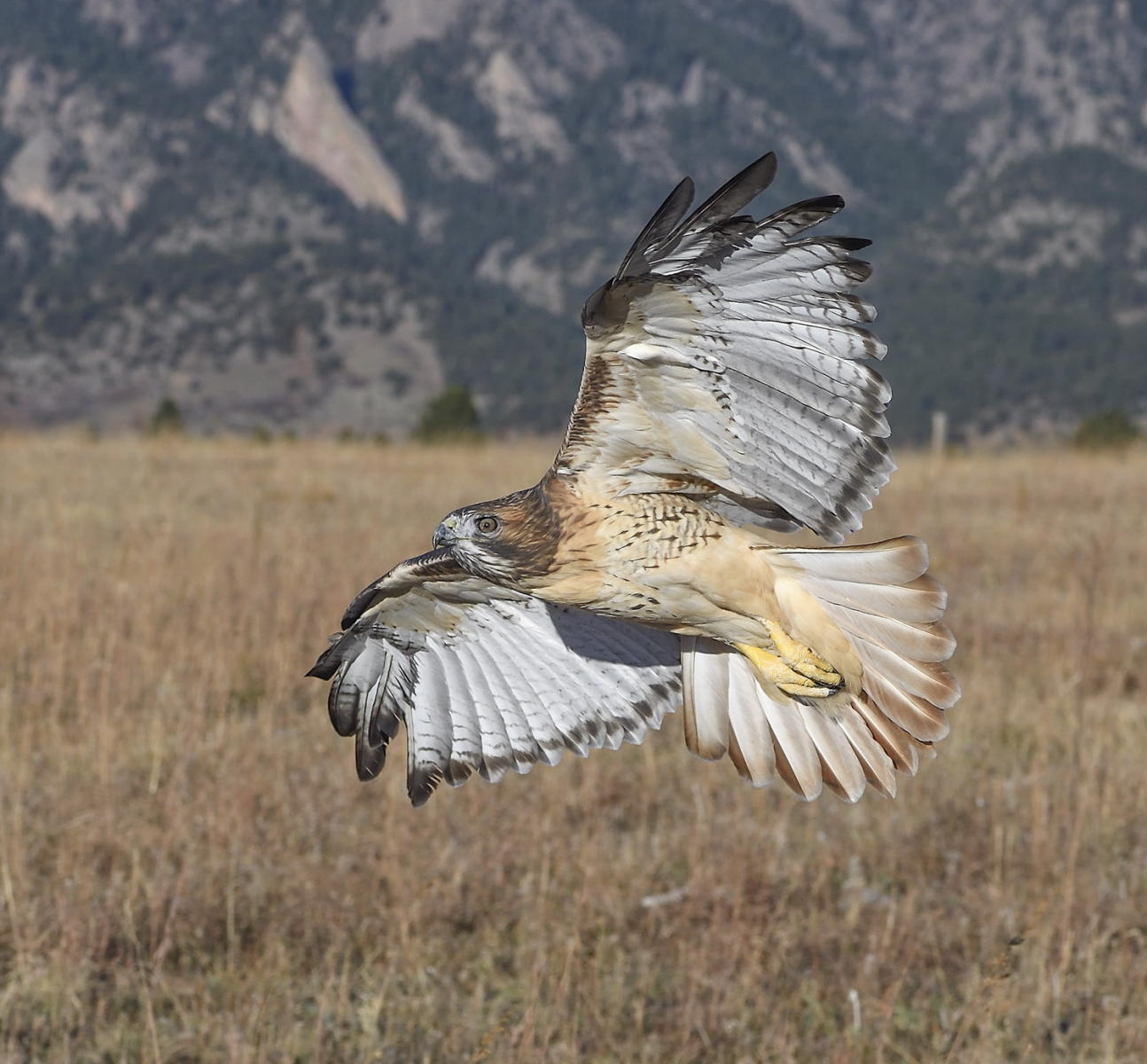 DSC_18998_1A4 - Red Tailed Hawk