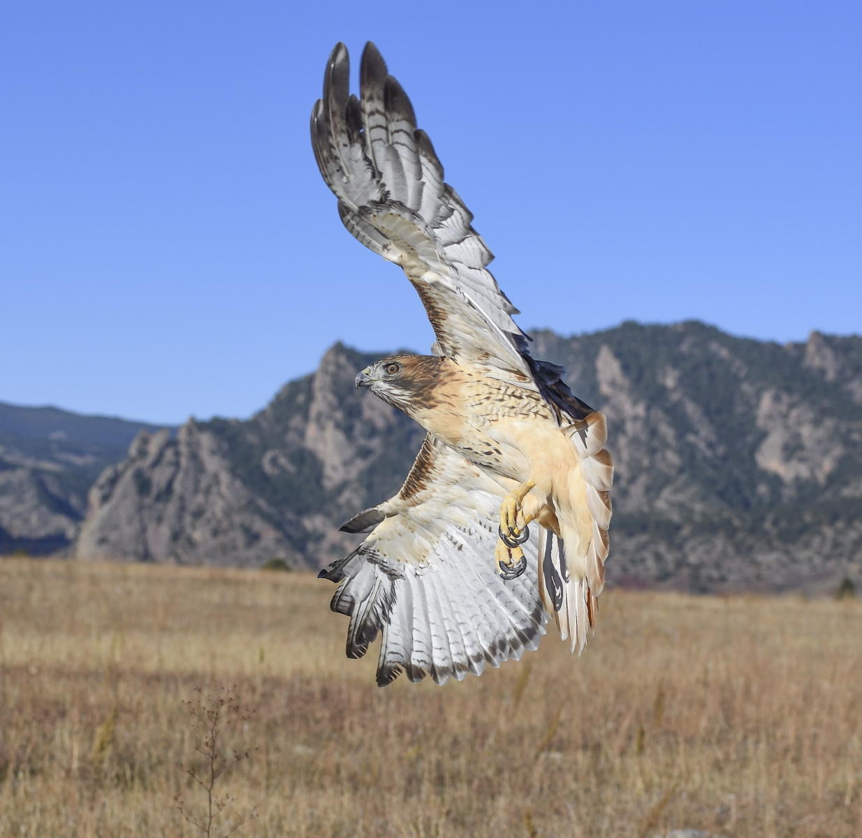 DSC_19001_1A4 - Red Tailed Hawk