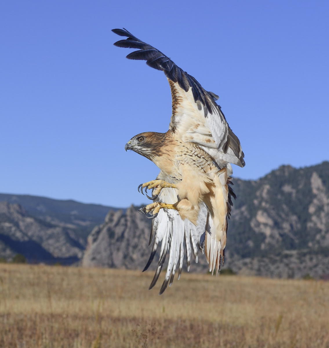 DSC_19002_1A3 - Red Tailed Hawk