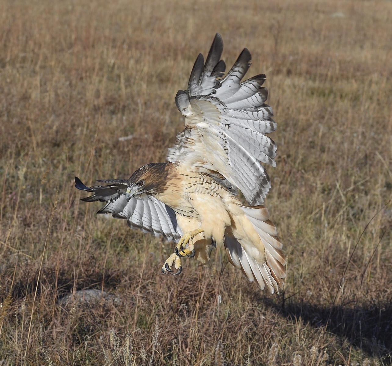 DSC_19051_1A4 - Red Tailed Hawk