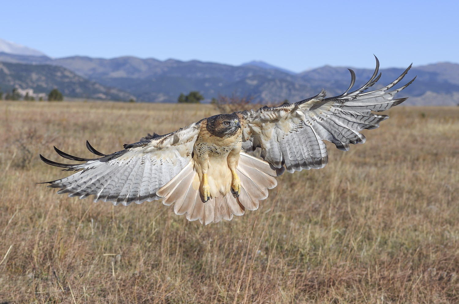 DSC_19091_1A4 - Red Tailed Hawk