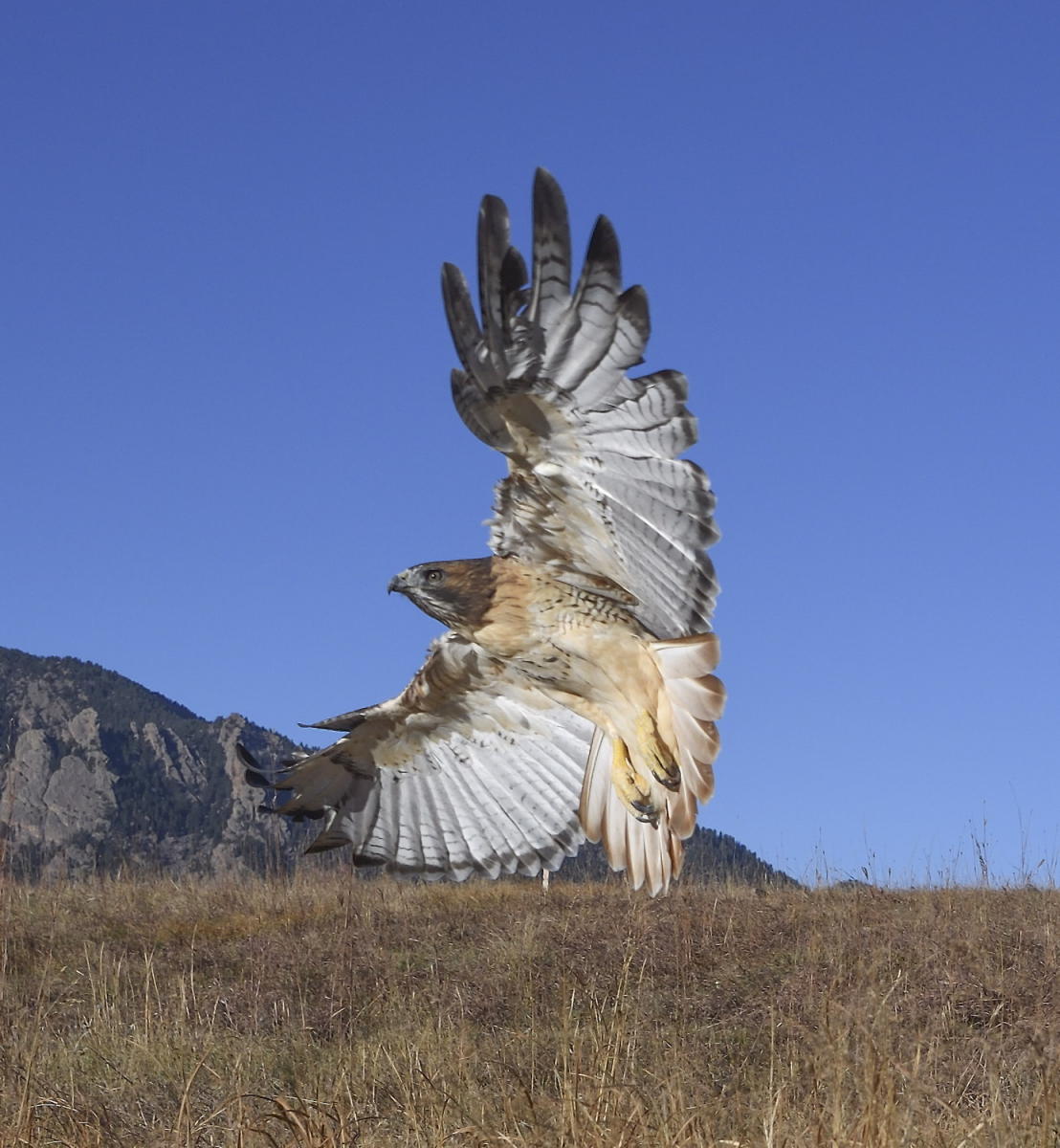 DSC_19241_1A3 - Red Tailed Hawk