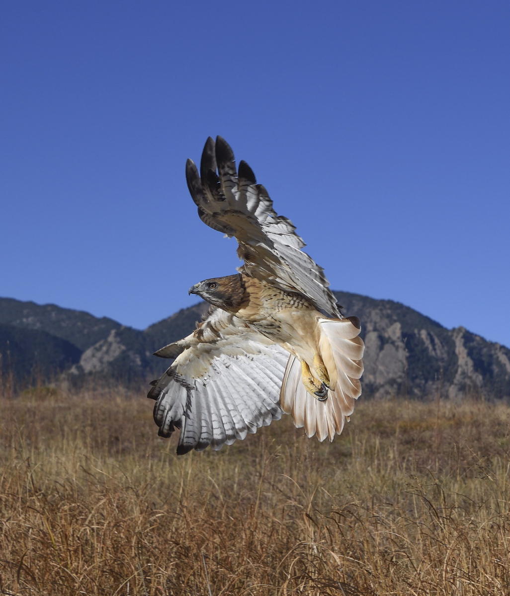 DSC_19279_1A3 - Red Tailed Hawk