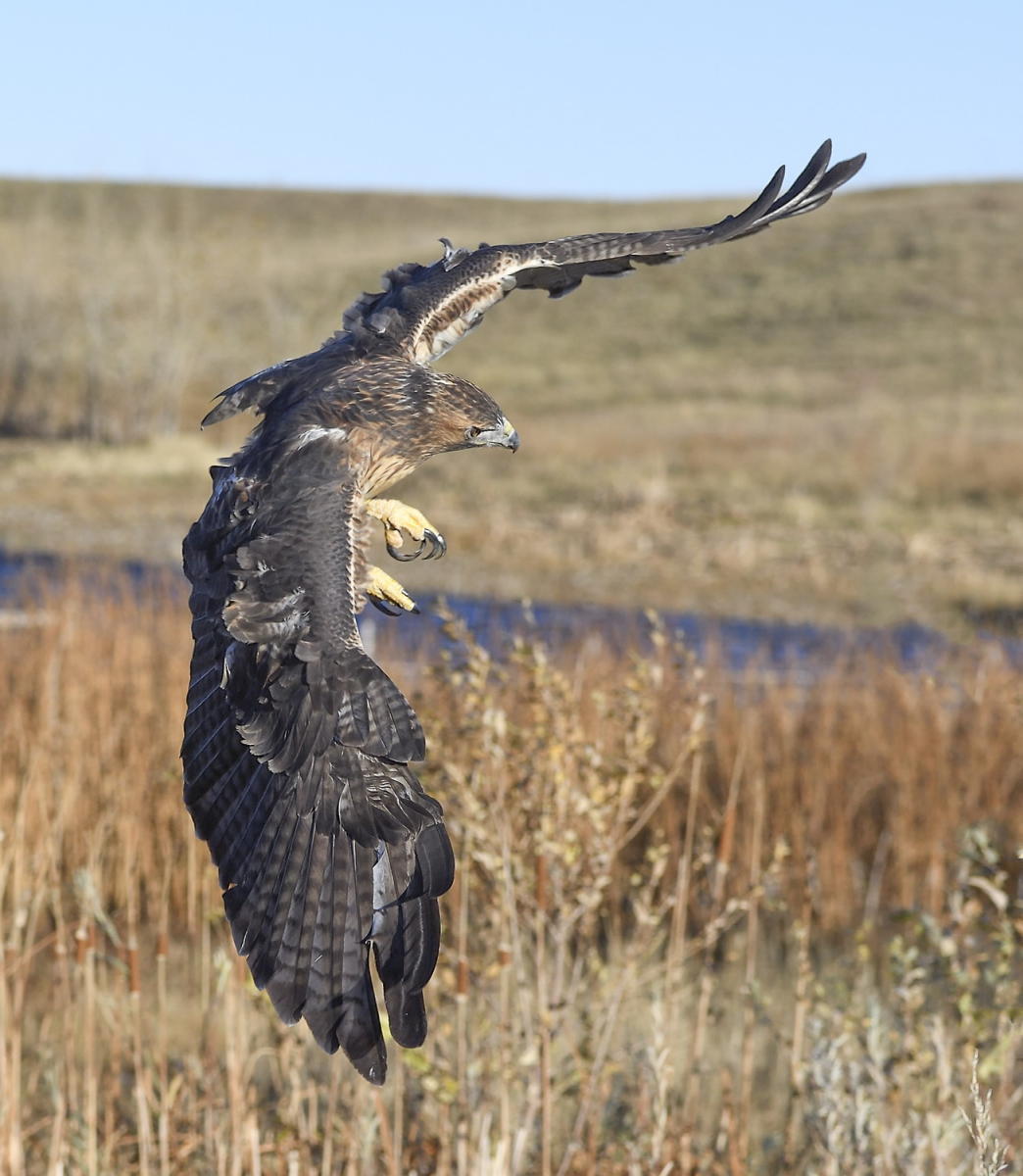 DSC_20078_1A4 - Red Tailed Hawk