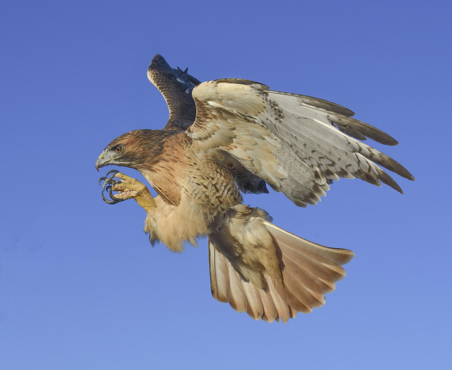 DSC_20551_1A4 - Red Tailed Hawk