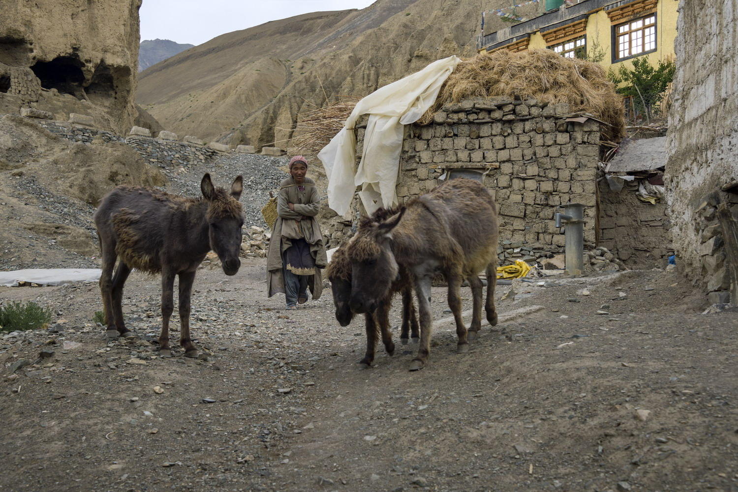 DSC_2422_1A2 - Donkeys (Damkhar Village)