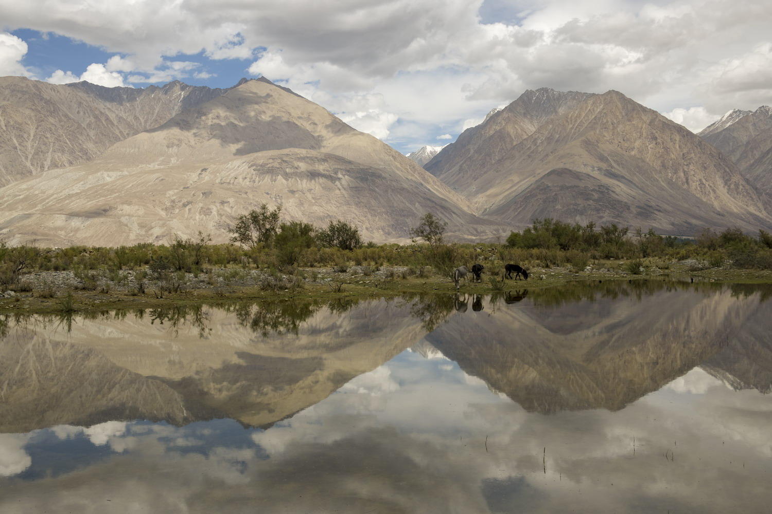 DSC_5798_1A1 - Reflections (Nubra Valley)