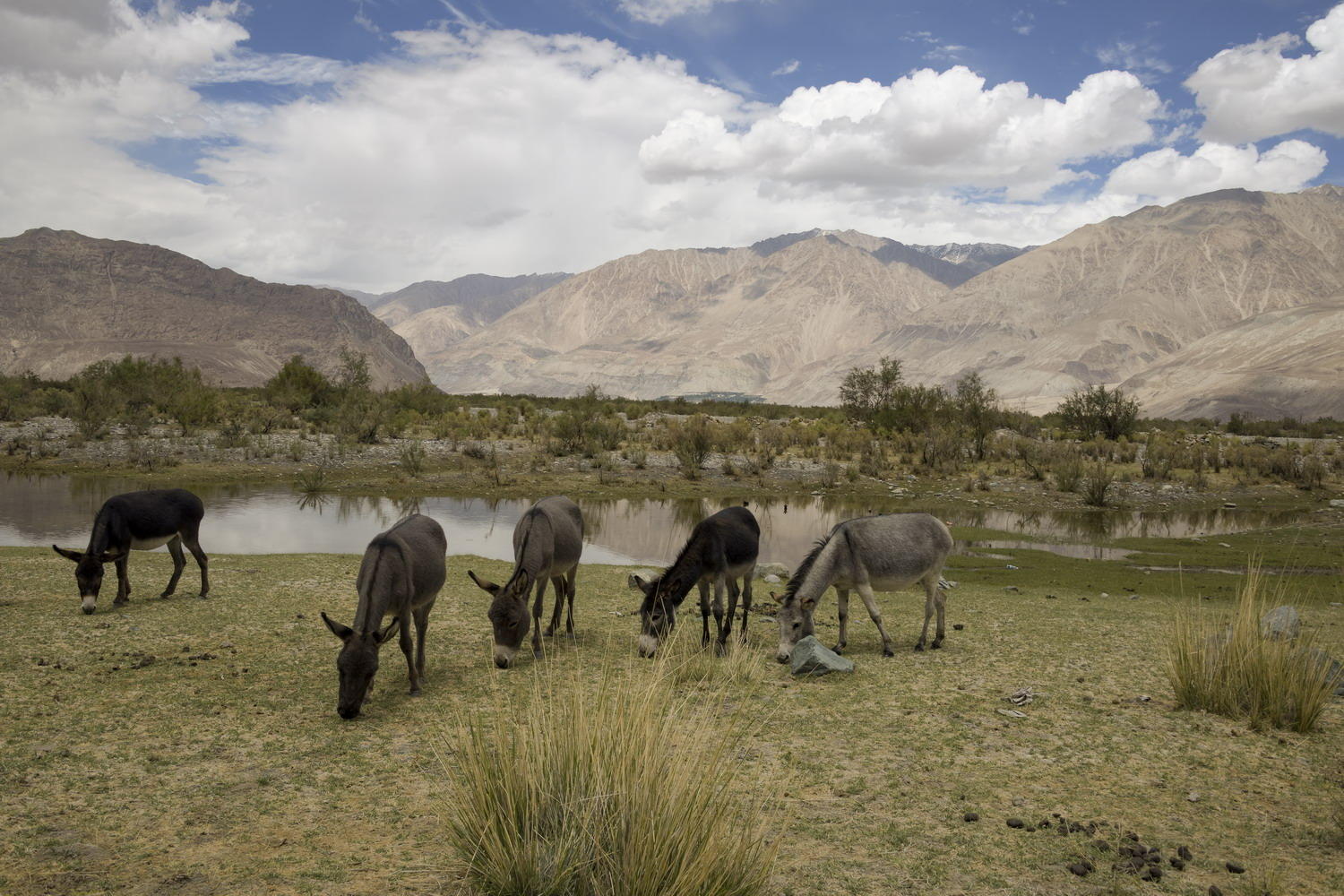 DSC_5826_1A2 - Free Roaming Donkeys (Nubra Valley)