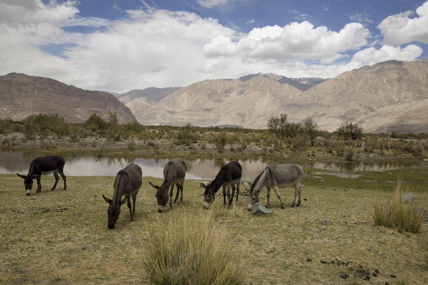 DSC_5826_1A2 - Free Roaming Donkeys (Nubra Valley)