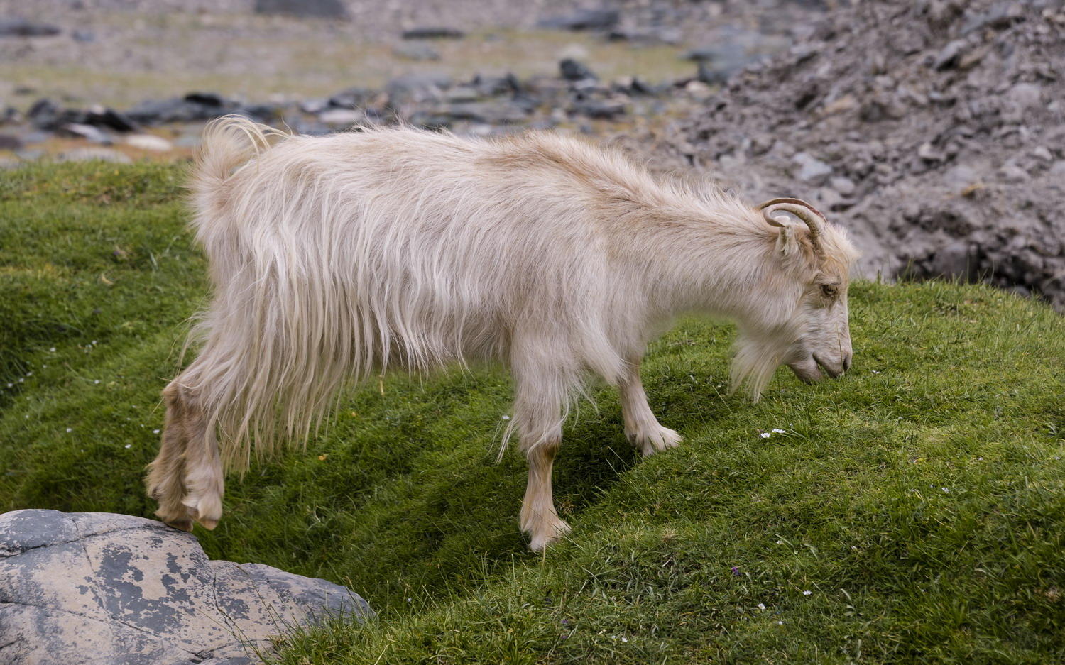 DSC_8249_1A2 - Chang Ra Goat