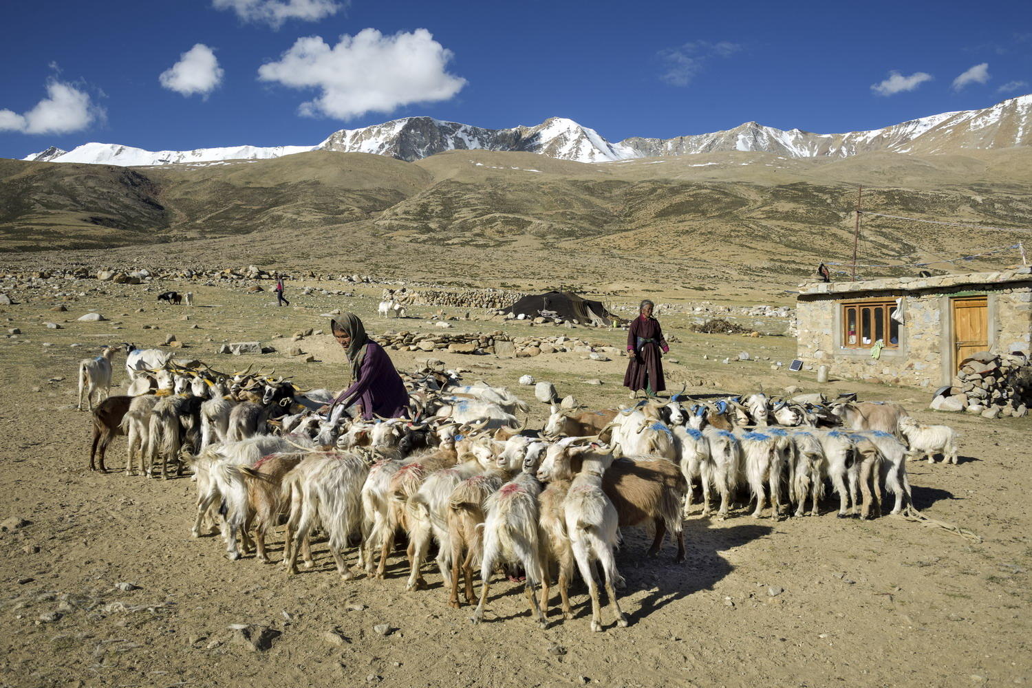 DSC_10434_1A2 - Milking Goats (Korzok Village)