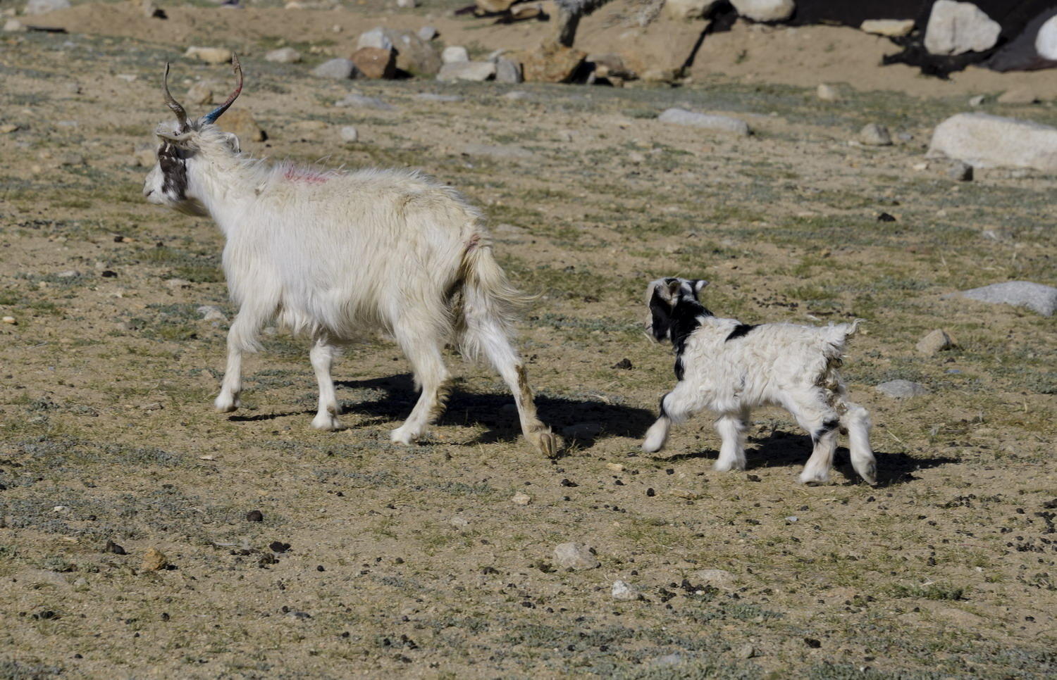 DSC_10476_1A2 - Goat and Her Kid (Korzok Village)