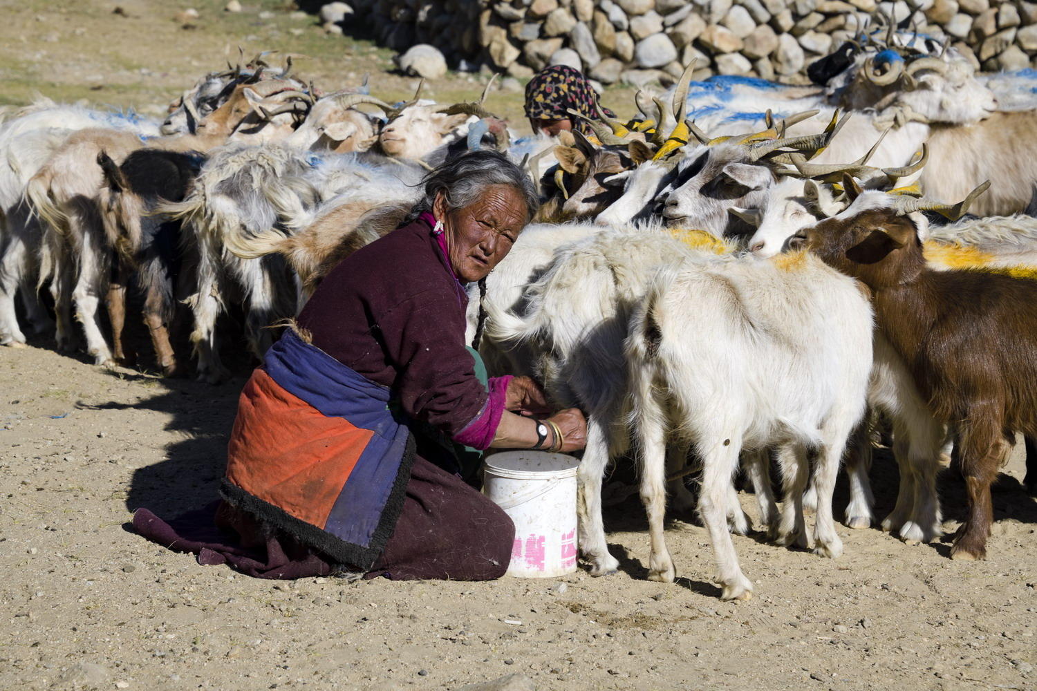 DSC_10532_1A1 - Milking Goats (Korzok Village)