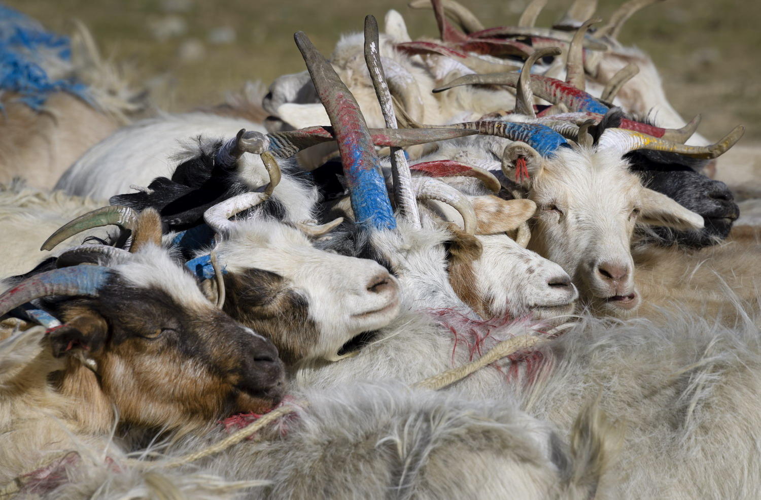 DSC_10547_1A1 - Goats Awaiting Milking (Korzok Village)