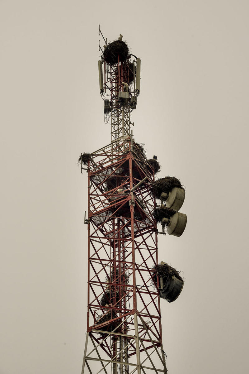 DSC_7148_1A1 - Stork Nest Tower