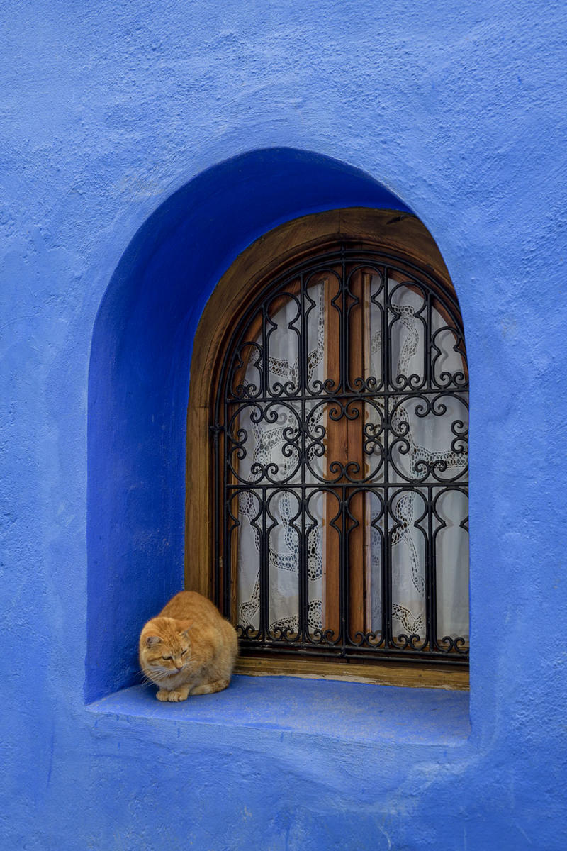 DSC_7599_1A2 - The Cat in the Window (Chefchaouen)