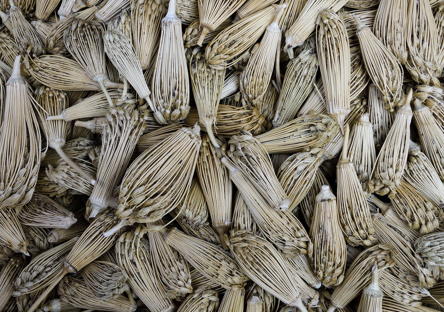 DSC_8084_1A1 - Toothpicks (Chefchaouen)