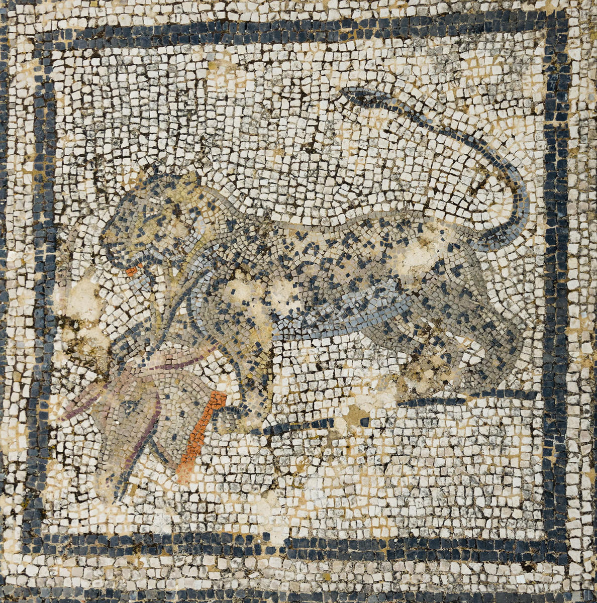 DSC_8766_1A1 - Mosaic of a Lion (Volubilis)