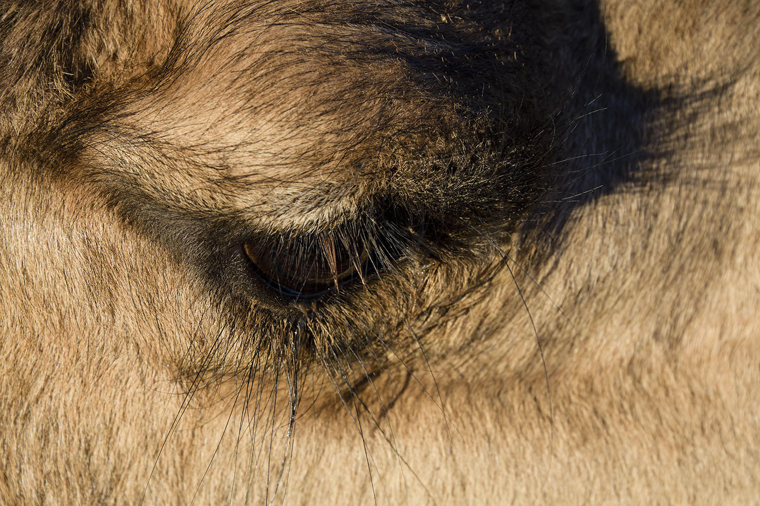 DSC_10326_1A1 - Eye of the Camel (Erg Chebbi)