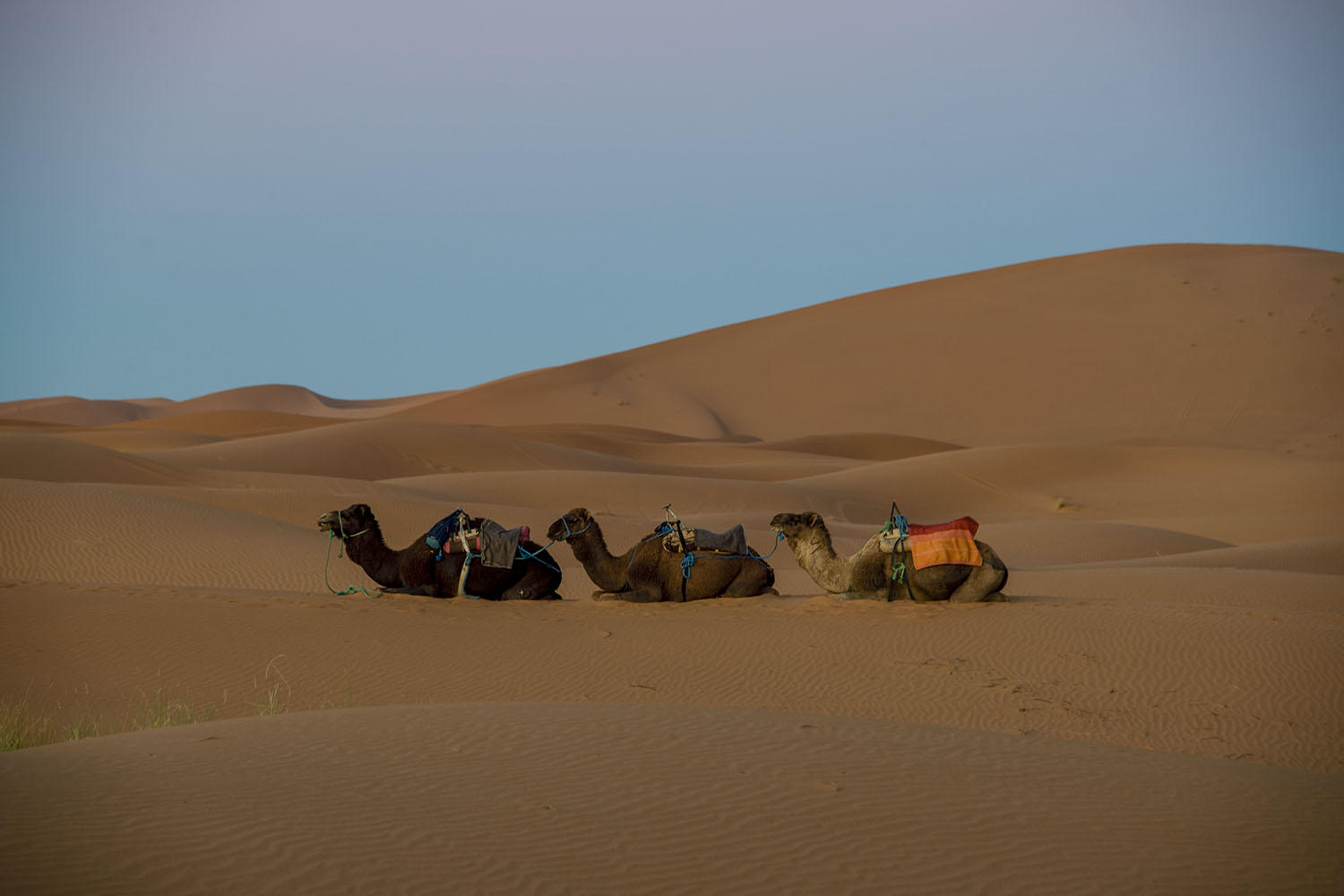 DSC_10982_1A1 - Resting Camels (Erg Chebbi)