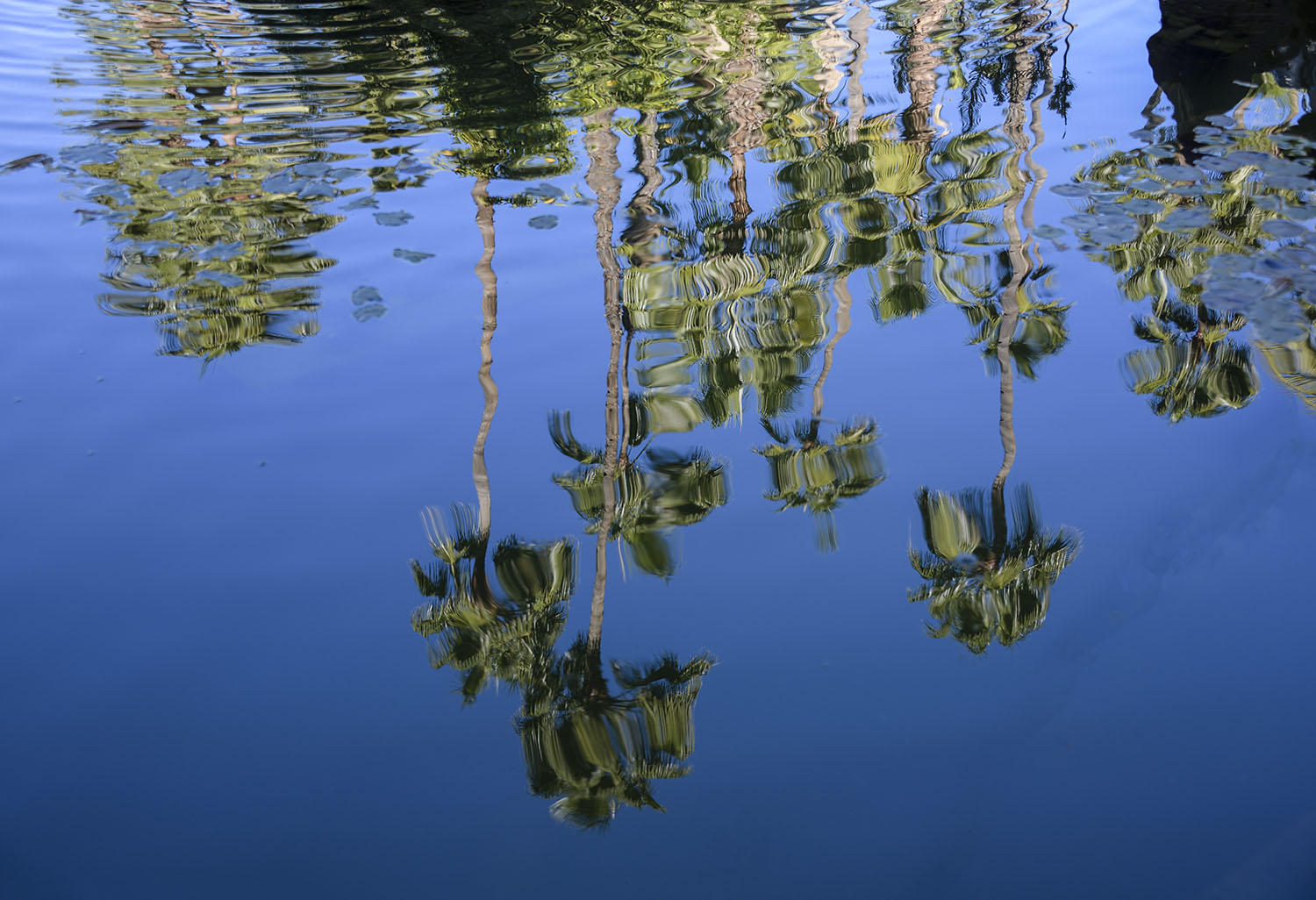 DSC_12839_1A2 - Reflections (Jardin Majorelle - Marrakesh)