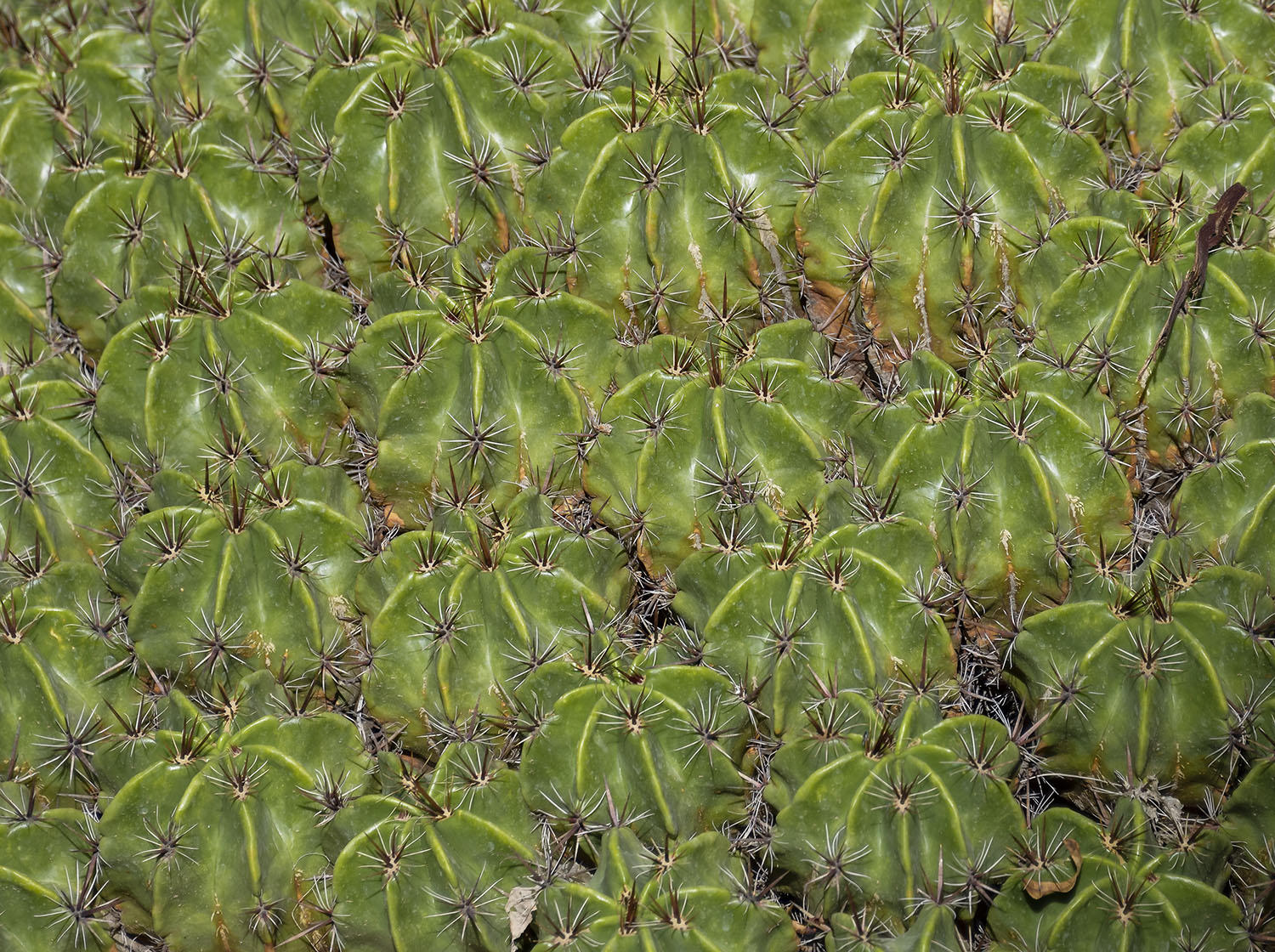 DSC_12866_1A1 - Cactii (Jardin Majorelle - Marrakesh)