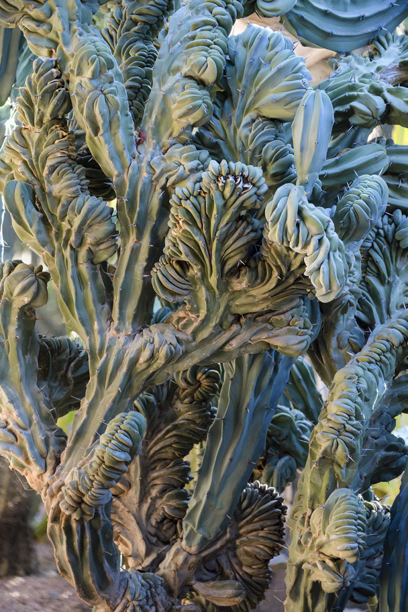 DSC_12898_1A2 - Cactus (Jardin Majorelle - Marrakesh)